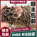理想户外青蚯蚓