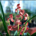 一品香花卉