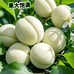 二嫂苗木