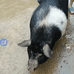 瑶家农村土猪