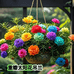 悦涵花卉园