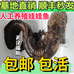 天汉福鲵娃娃鱼