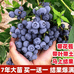 庭旭果树苗木专营店
