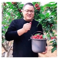 大连广哥大樱桃