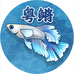 粤鳉8天使的诱惑