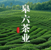 皋六茶业