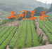 山间茗茶企业店