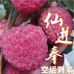 雷岭荔枝线上售卖店