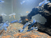 多彩水族精品斗鱼