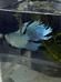 一何水族优品小铺