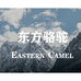 东方骆驼伯士嘉服饰专卖店