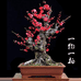 花满园盆景花卉