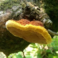 朱氏极藏贸易滋补专卖店