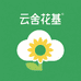 云舍太阳花基地