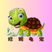 珍妮龟宠