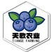 天歌农业蓝莓