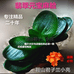 鞍山君子兰小亮