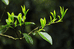 白际山茶业