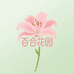 小靖的百合花园