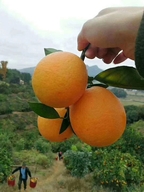 素素鲜橙果业
