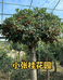 小张桂花