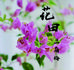 花田三角梅园艺