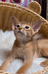 Cc家的小猫