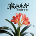 鞍山禾合异花君子兰