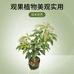 今生有缘果苗场