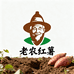老农红薯