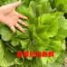 佳菜农产