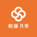 峰哥爬藤月季特大苗
