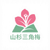 山杉三角梅