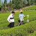 悍山茶叶