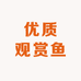 优质观赏鱼