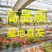 上海高品质花卉基地