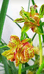 西秀区乡村兰花种植经营部