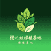 杨儿姐绿植基地