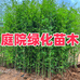 庭院绿化苗木