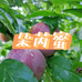 朵芮蜜希雁卉种子果树苗木专卖店的店铺头像
