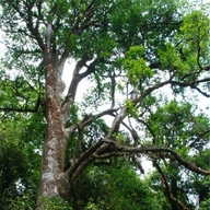 专注普洱古树茶