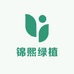 锦熙绿植