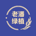 老潘绿植
