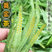 东北特产合作社