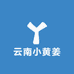 正宗云南小黄姜