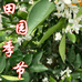 田园季节水果旗舰店