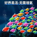 天使鱼水族世界