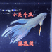 博白小吴观赏鱼臻选阁