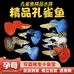孔雀鱼精品水族