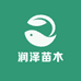 山东润泽苗木基地
